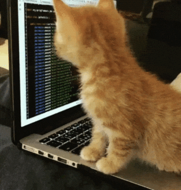 /cat-coding.gif
